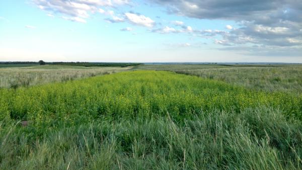 2017 South Dakota Summer Pheasant Outlook Report